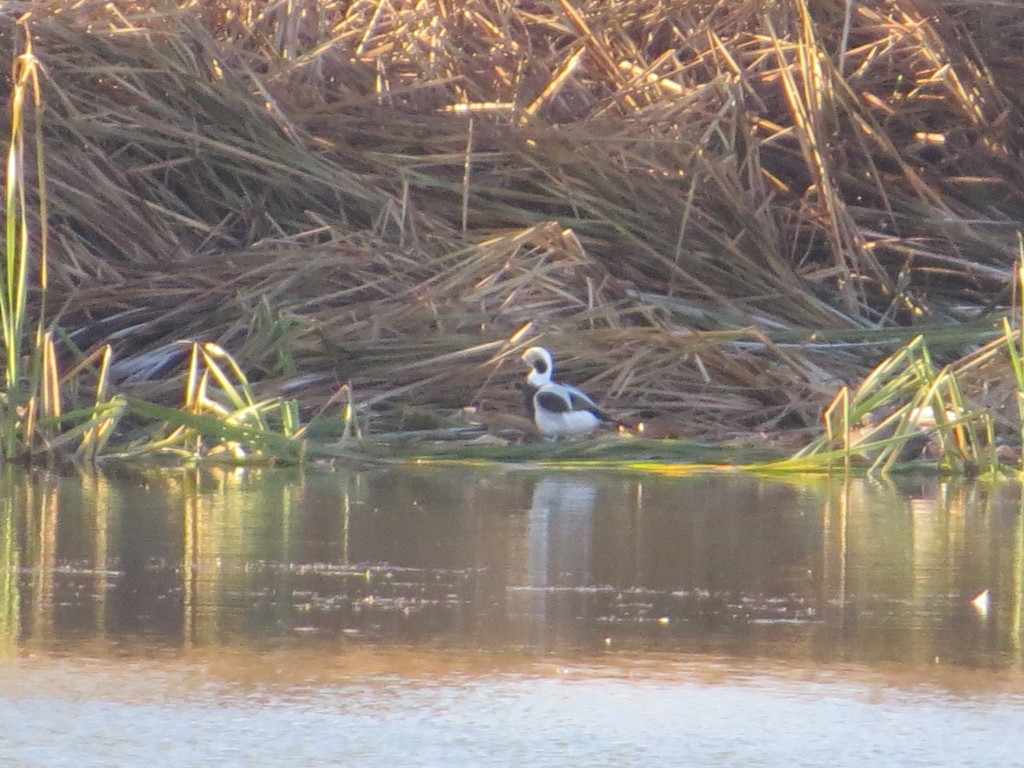 Long-tailed Duck