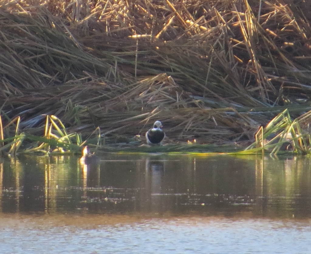 Long-tailed Duck