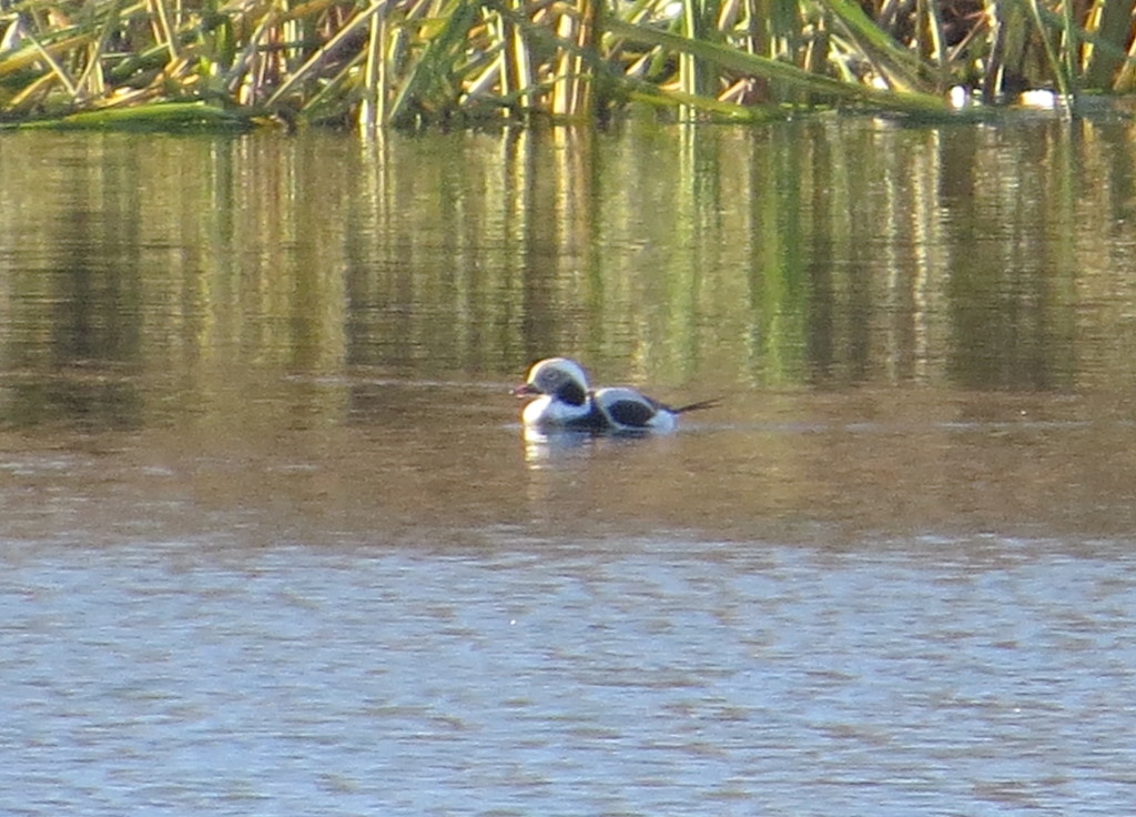 Long-tailed Duck