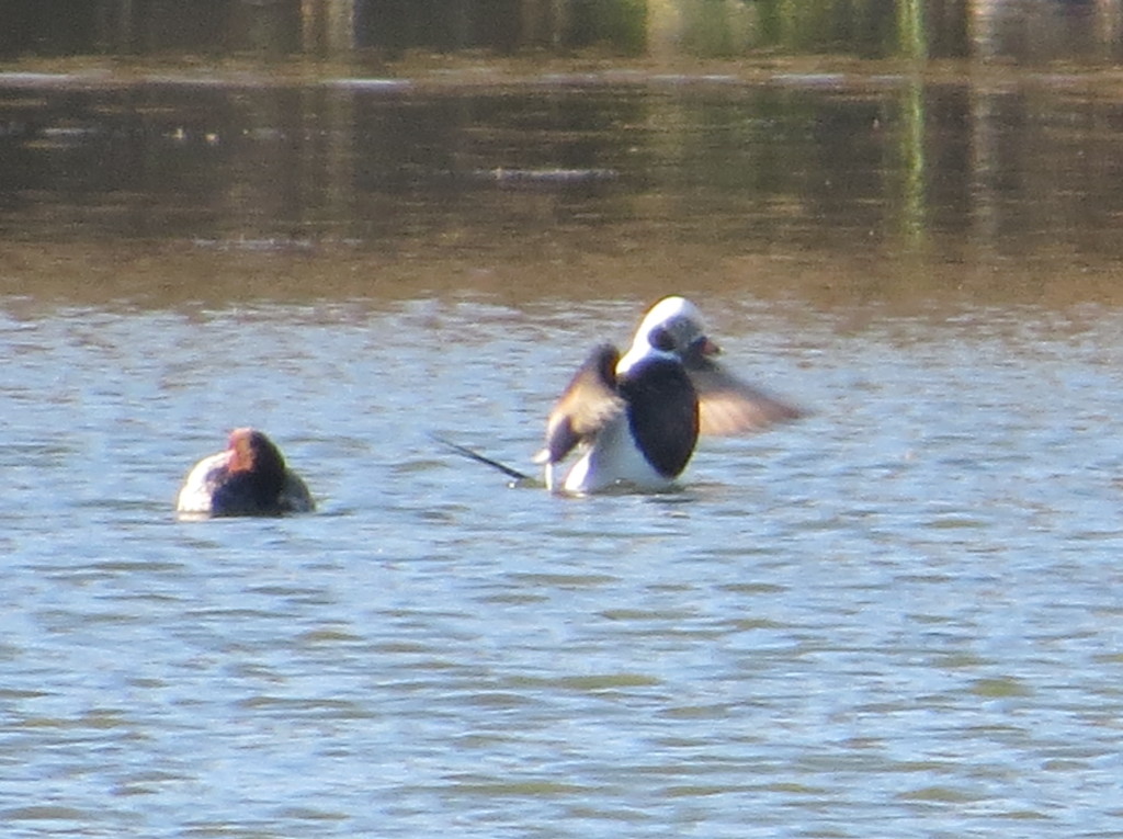 Long-tailed Duck