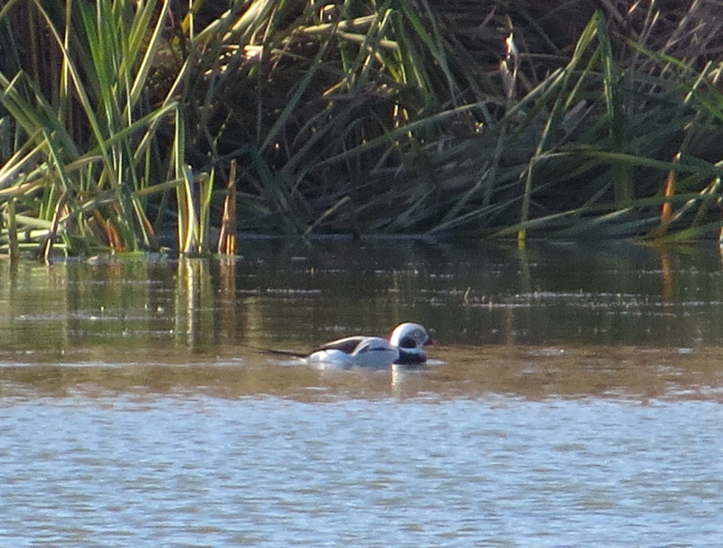 Long-tailed Duck