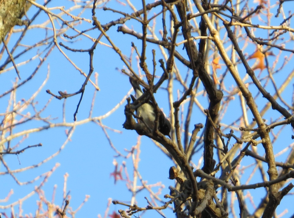 Black-throated Blue Warbler