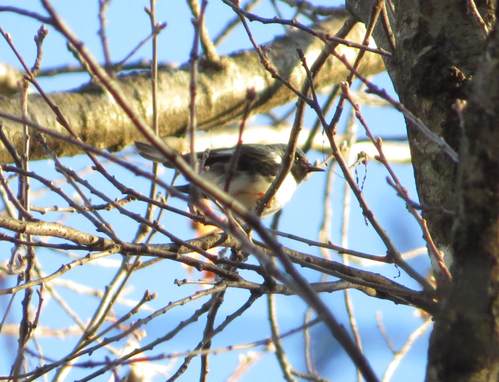 Black-throated Blue Warbler