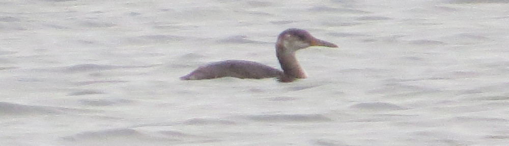 Red-necked Grebe