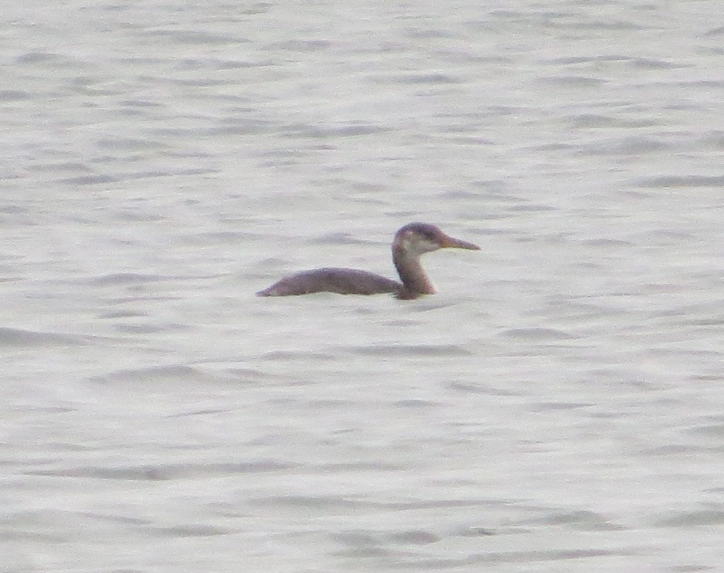 Red-necked Grebe