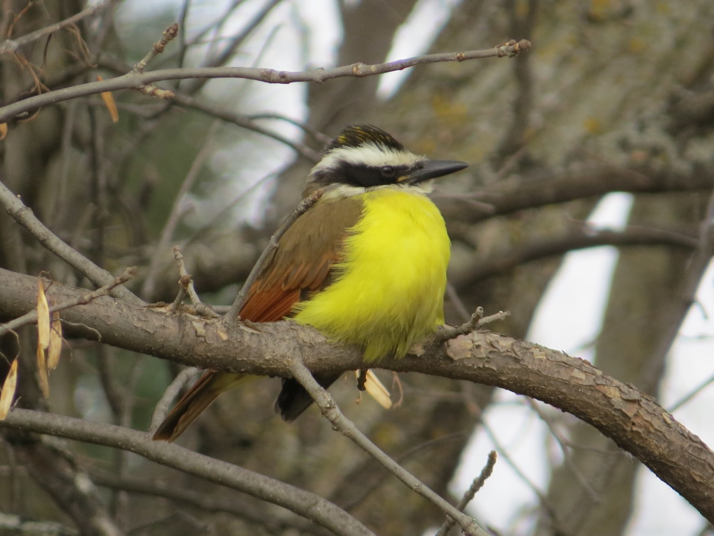 Great Kiskadee