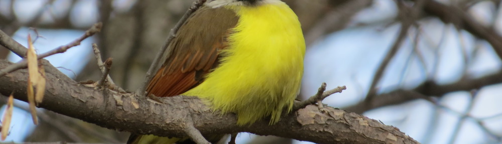 Great Kiskadee