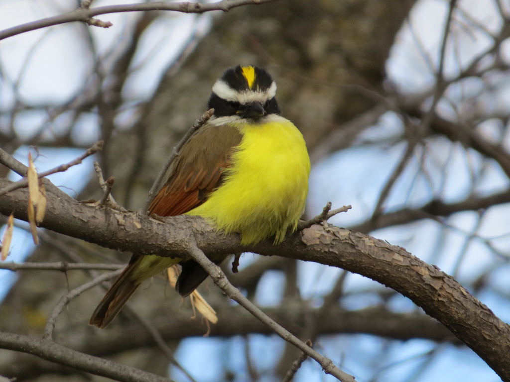 Great Kiskadee