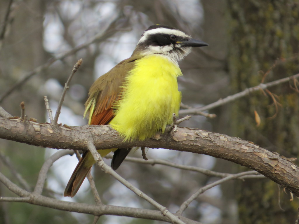 Great Kiskadee