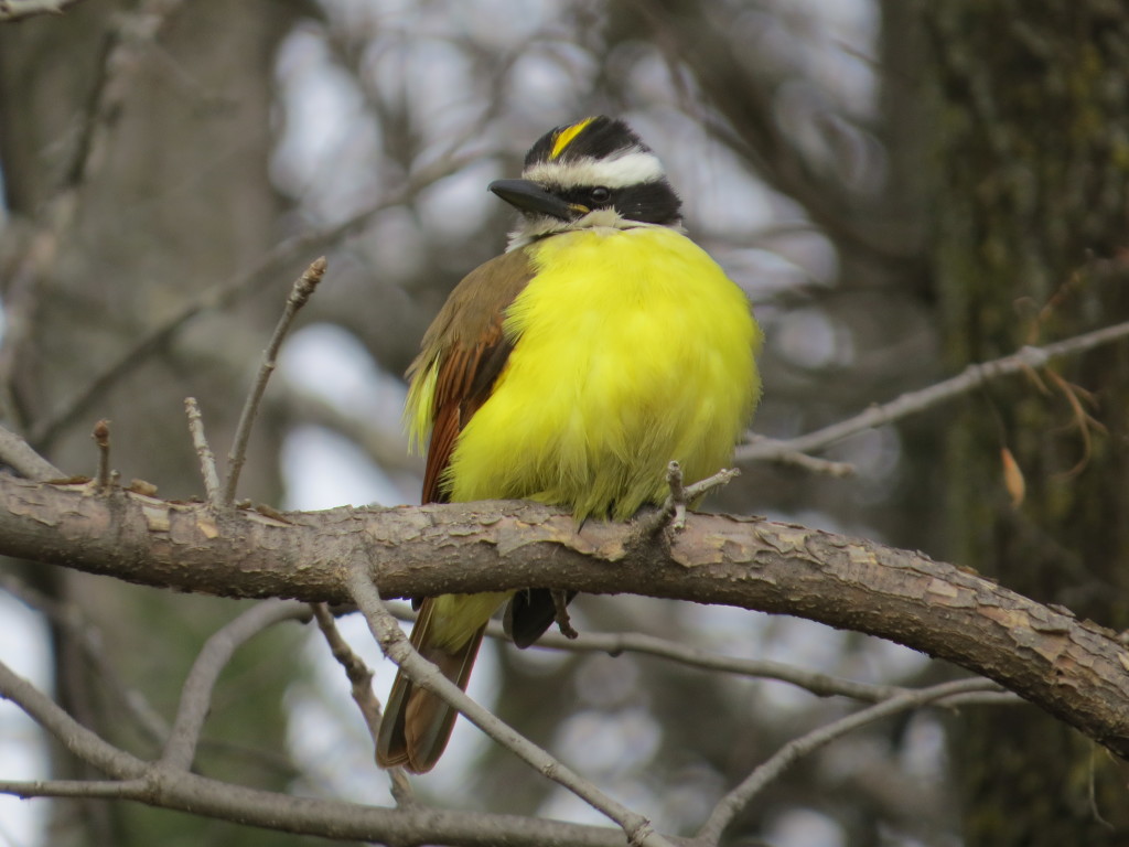 Great Kiskadee