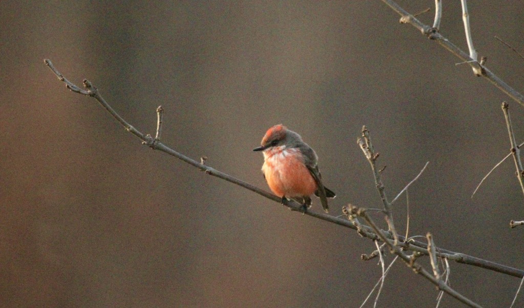 Becker County Vermilion Flycatcher #1; Photo by John Richardson