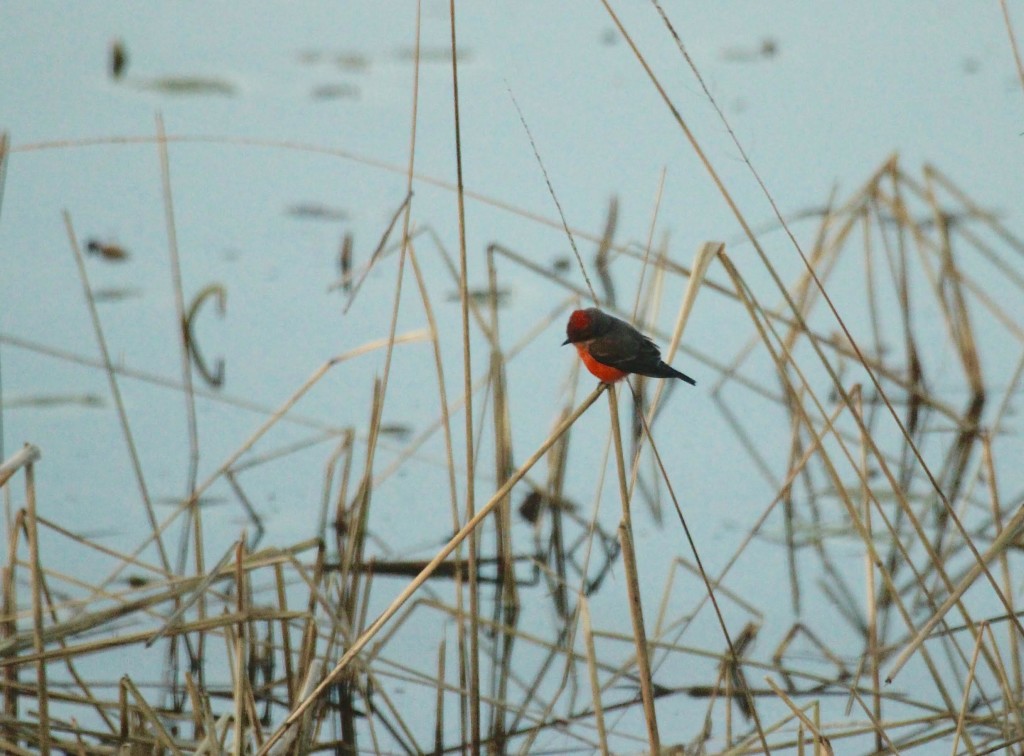 Becker County Vermilion Flycatcher #2; Photo by John Richardson