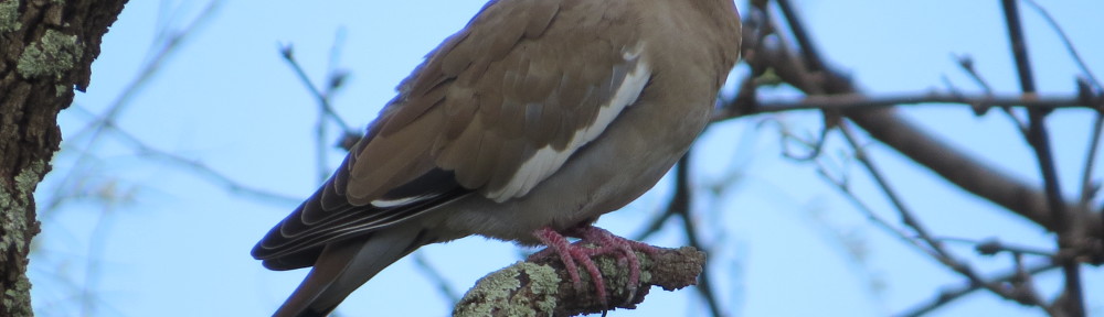 White-winged Dove