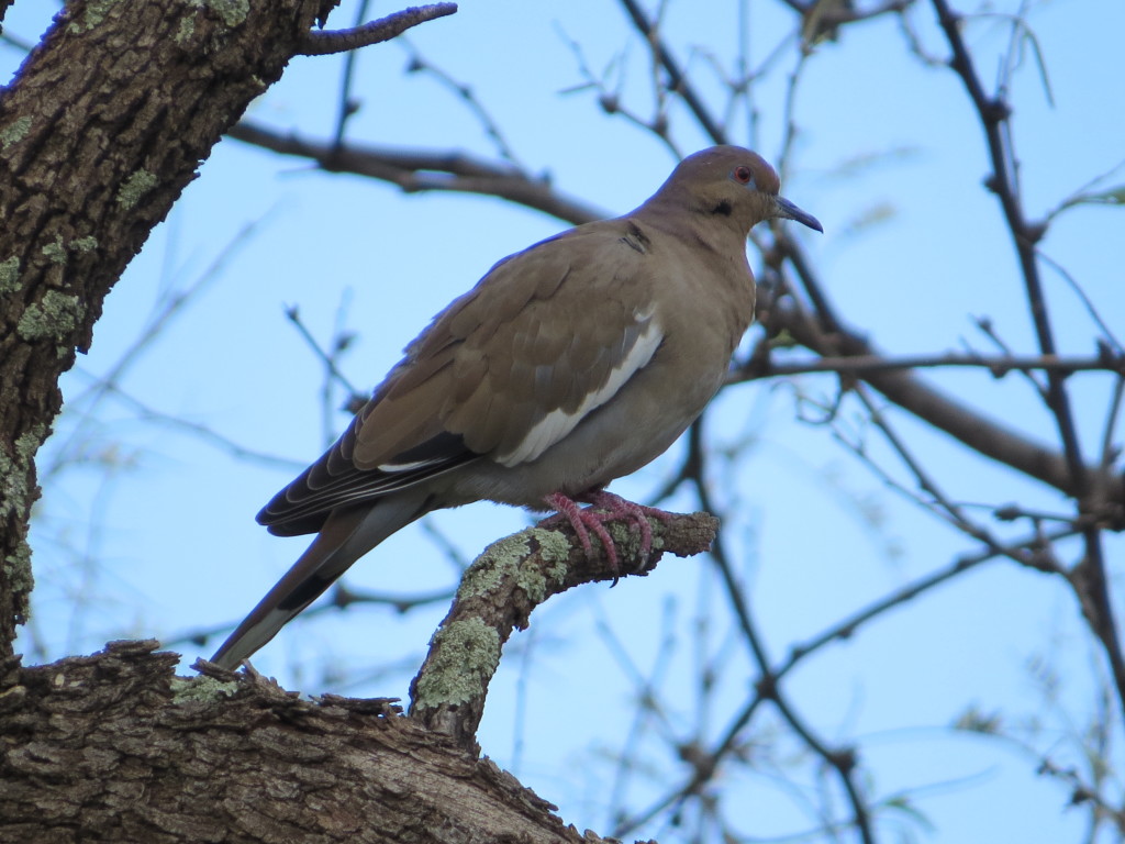 White-winged Dove