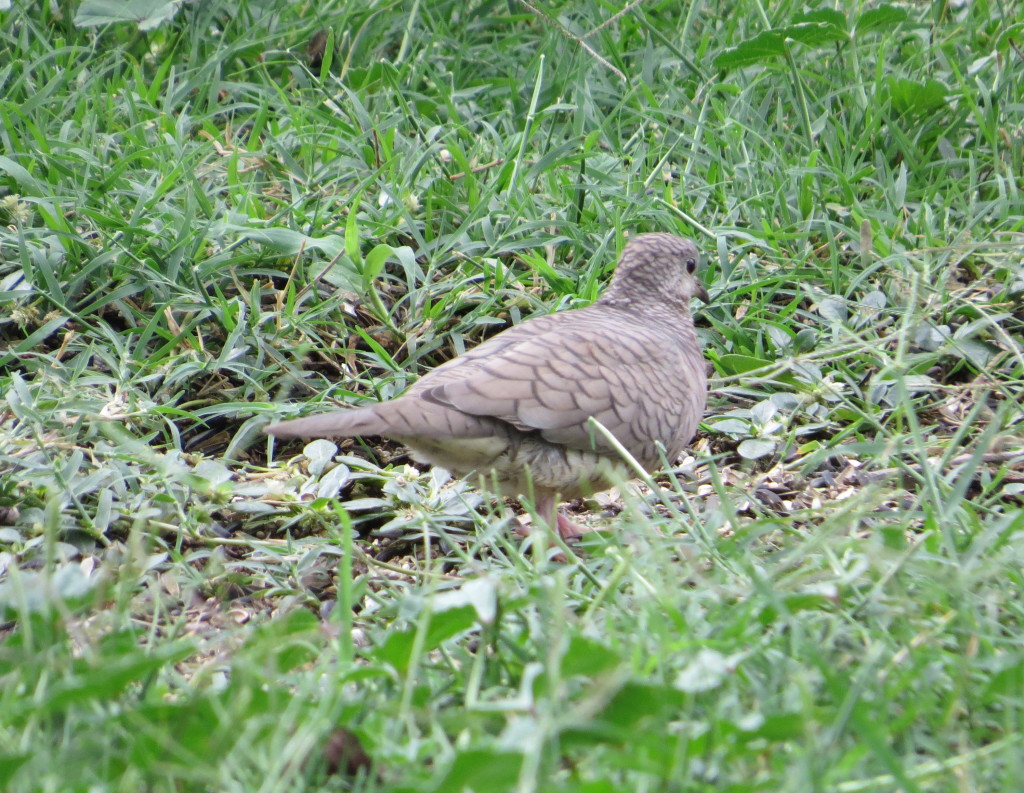 Inca Dove