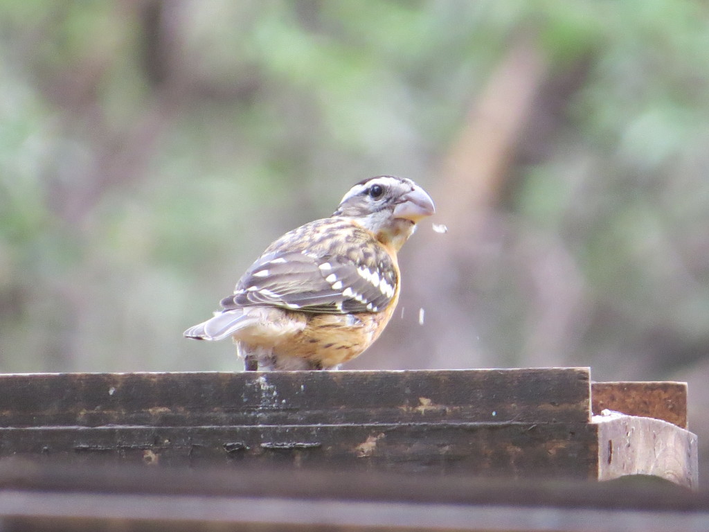 Black-headed Grosbeak