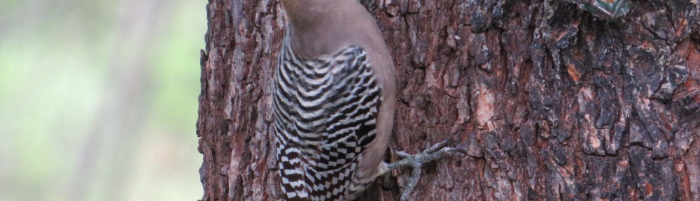 Gila Woodpecker