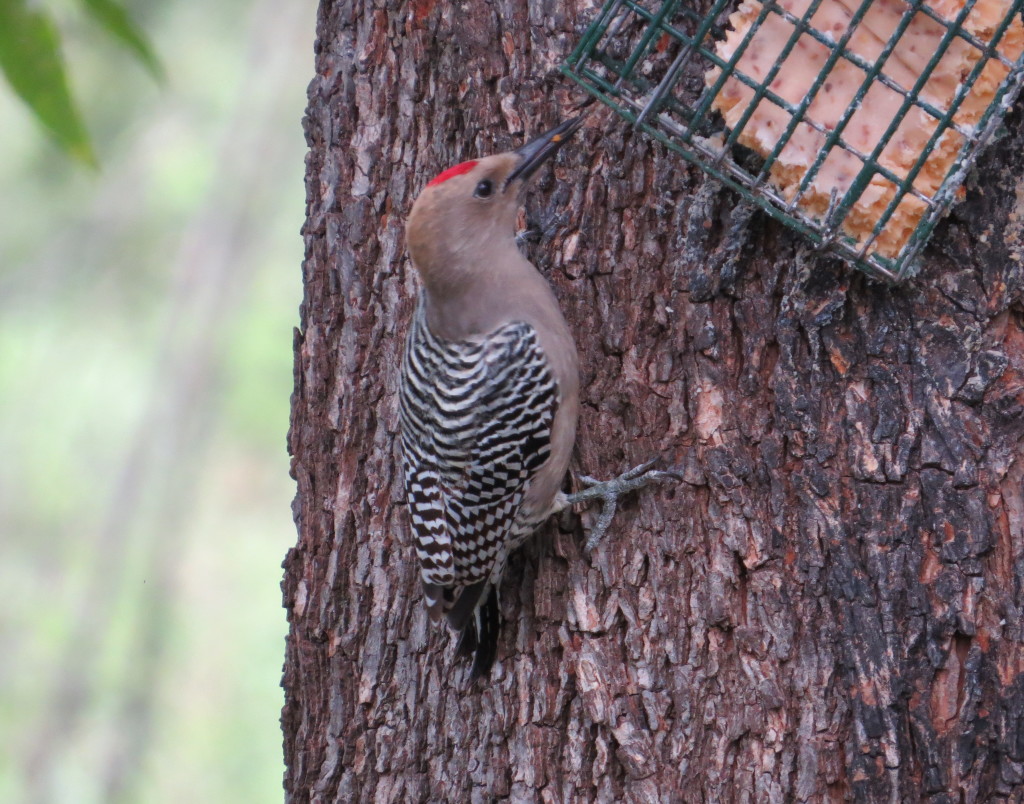 Gila Woodpecker