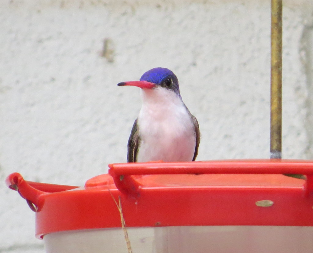 Violet-crowned Hummingbird