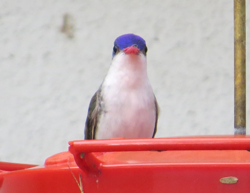 Violet-crowned Hummingbird