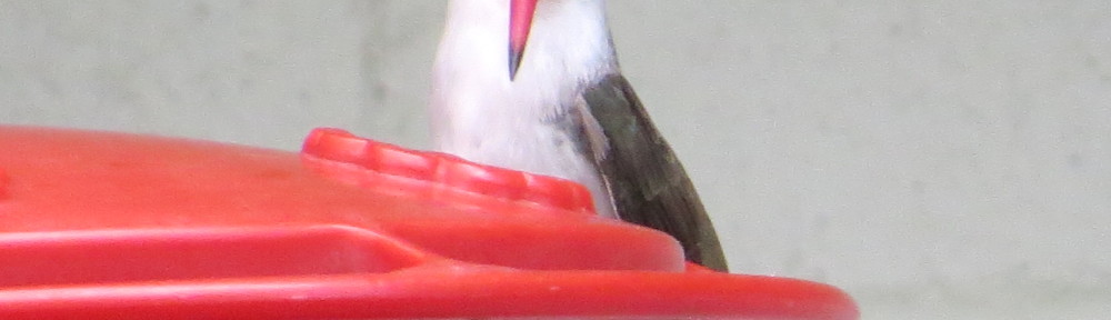 Violet-crowned Hummingbird