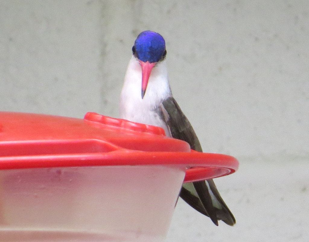 Violet-crowned Hummingbird