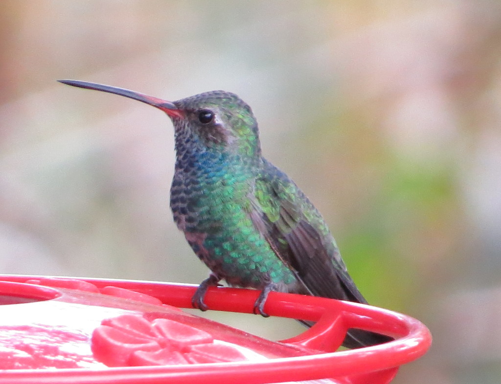 Broad-billed Hummingbird