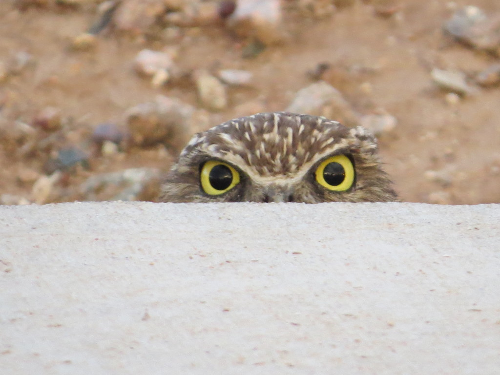 Burrowing Owl