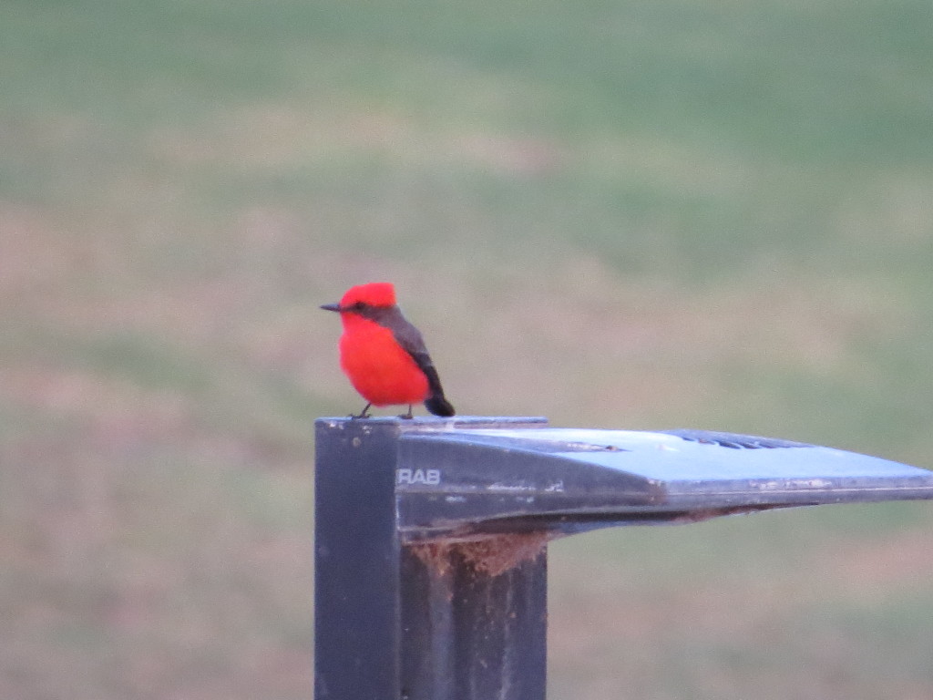 Vermilion Flycatcher