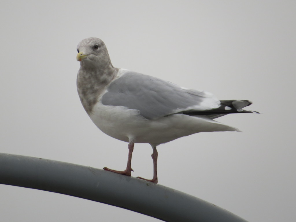 Thayer's Gull