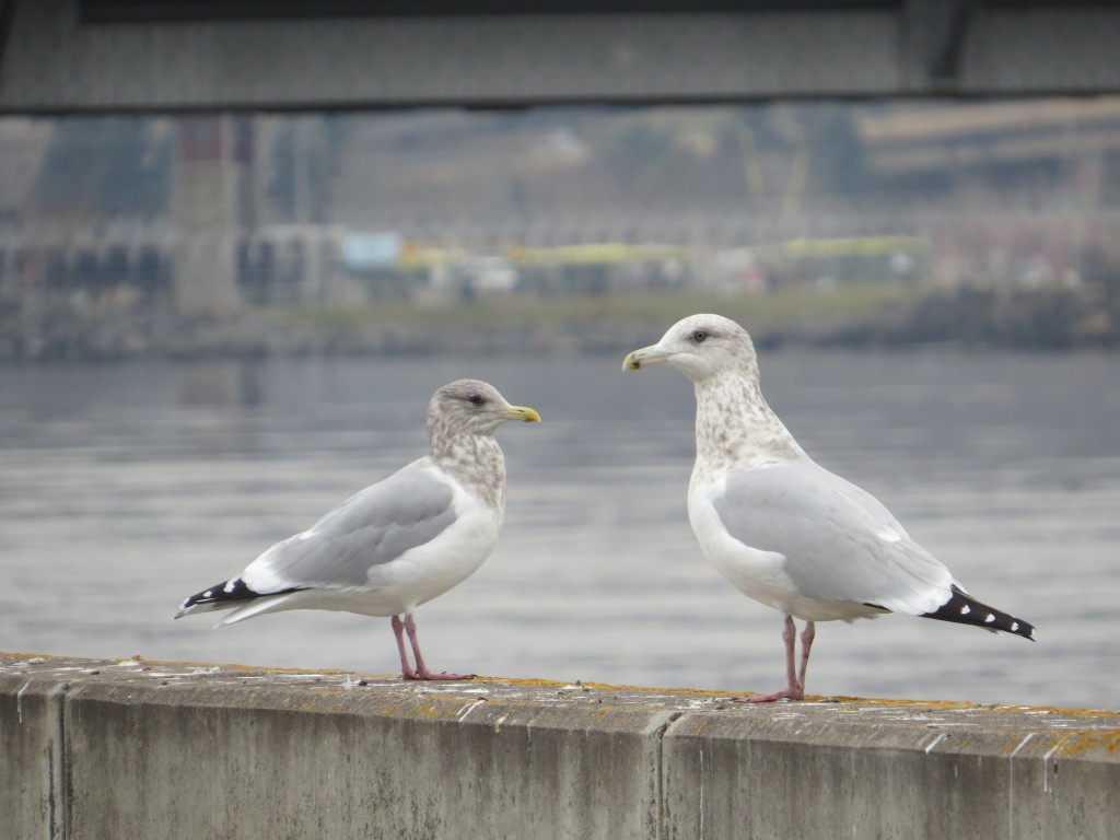 Thayer's Gull Herring Gull