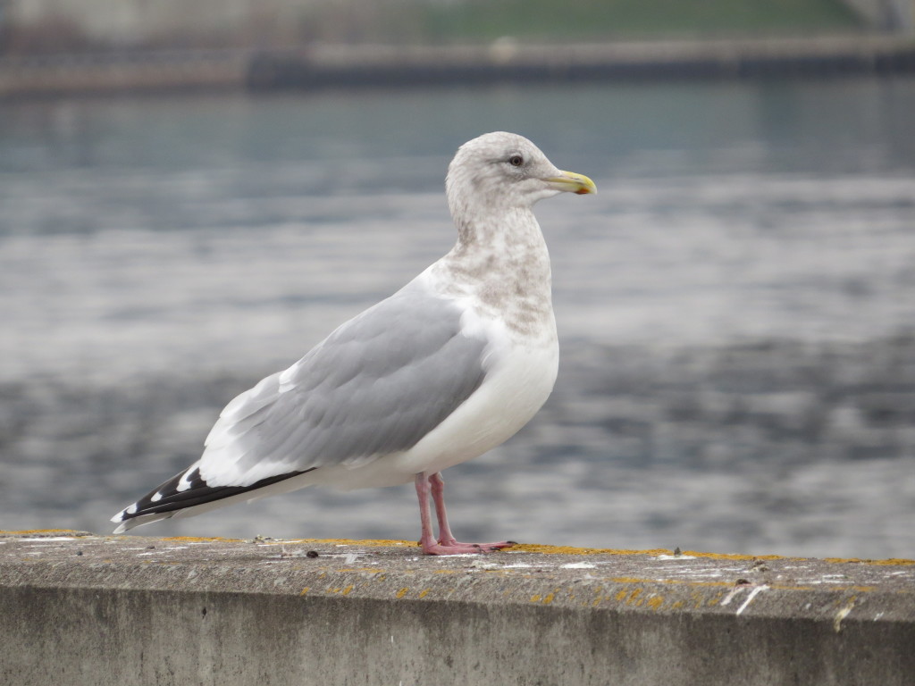 Herring Gull