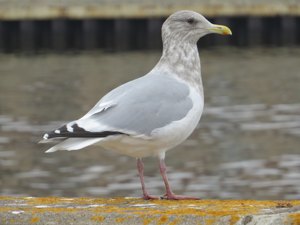 Thayer's Gull