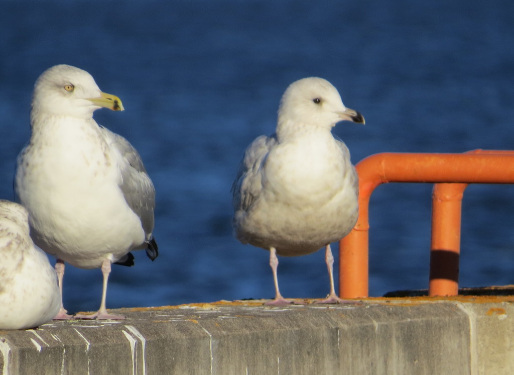 Iceland Gull