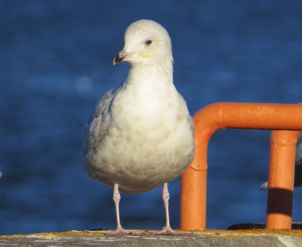 Iceland Gull