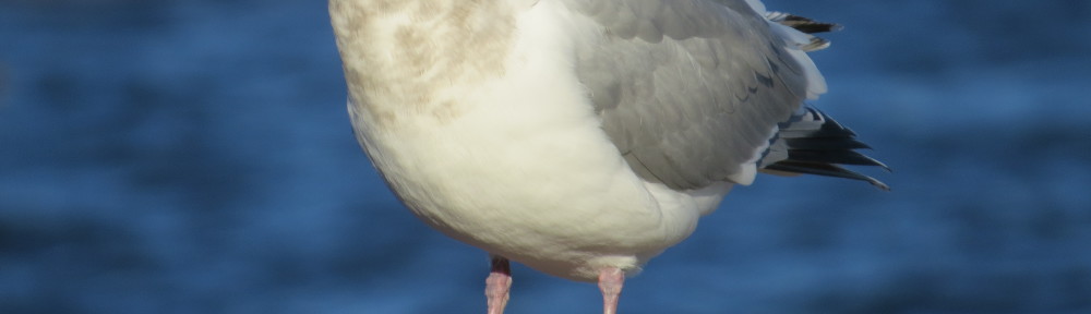 Thayer's Gull