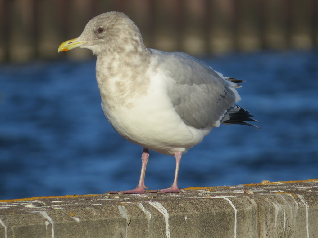 Thayer's Gull