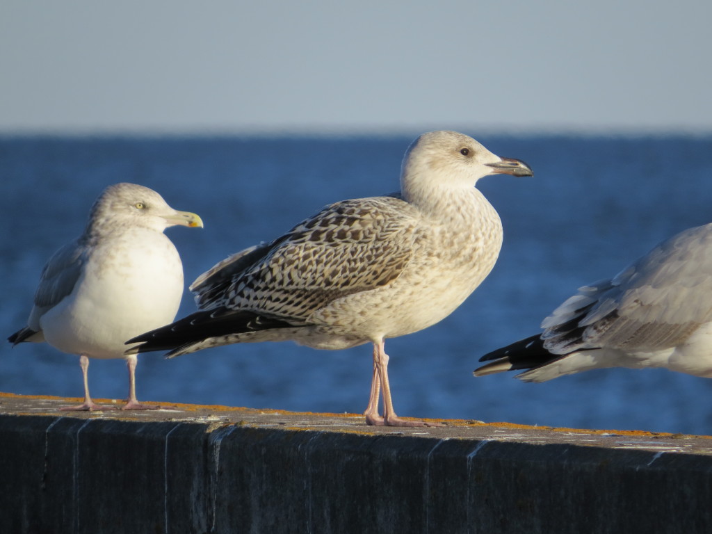 Great Black-backed Gull