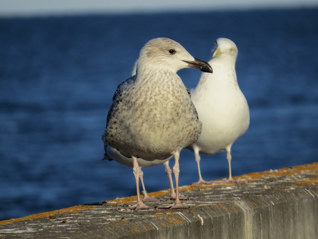 Great Black-backed Gull