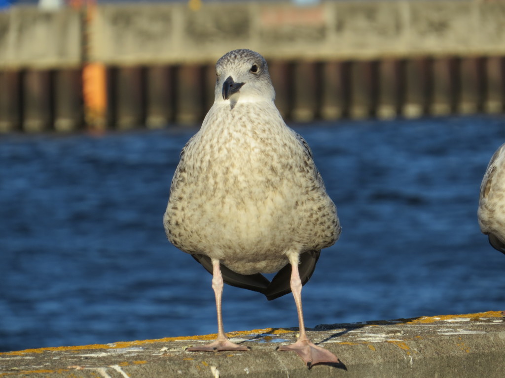 Great Black-backed Gull