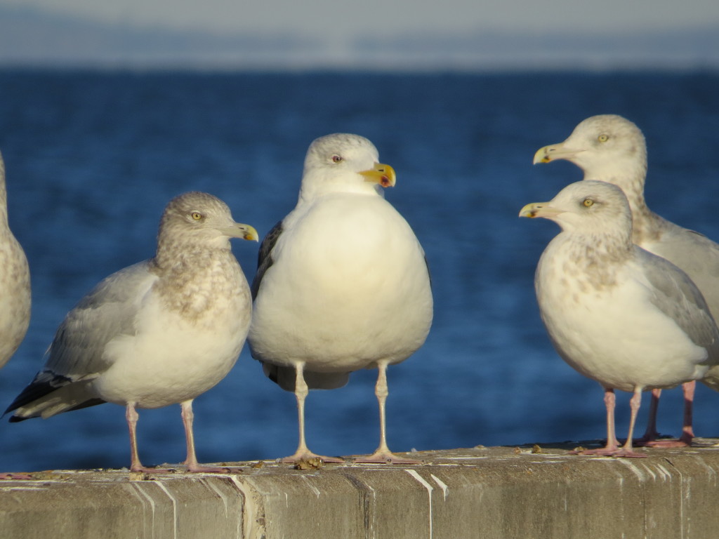 Great Black-backed Gull