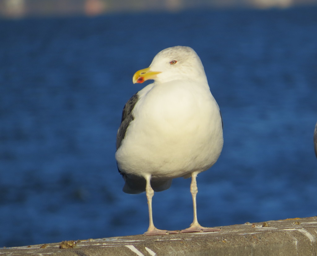 Great Black-backed Gull