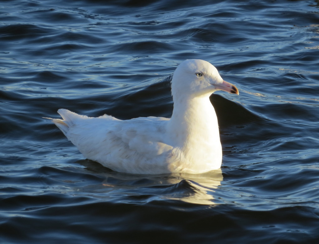 Glacous Gull