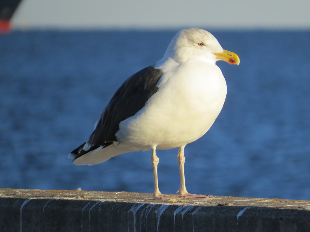 Great Black-backed Gull