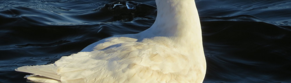 Glacous Gull