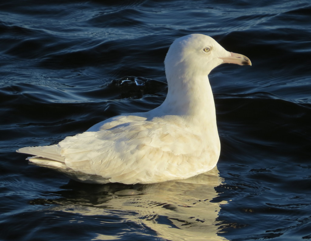 Glacous Gull