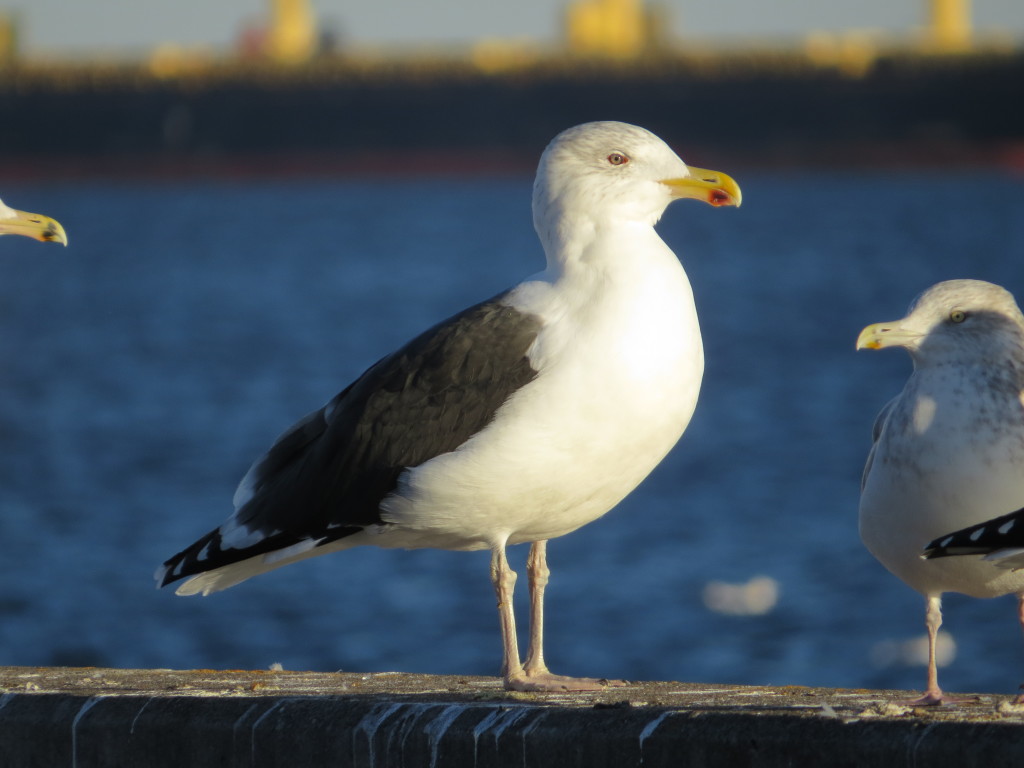 Great Black-backed Gull