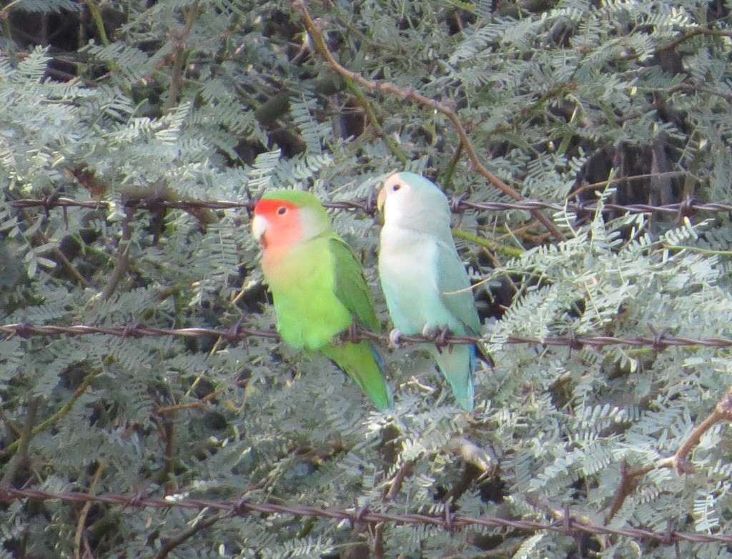 Rosy-faced Lovebird