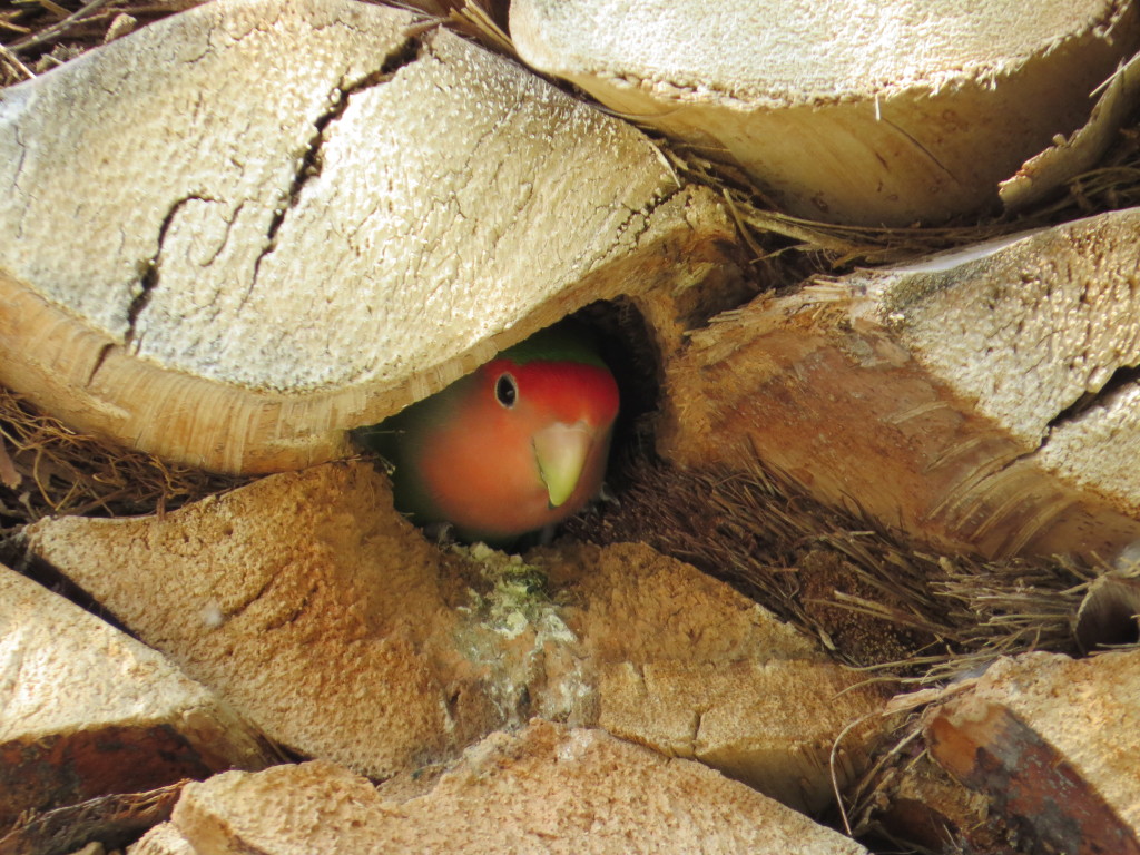 Rosy-faced Lovebird