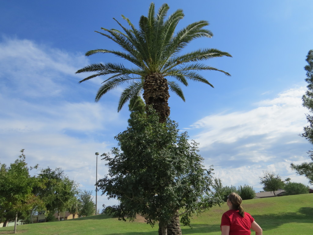 Melissa palm tree